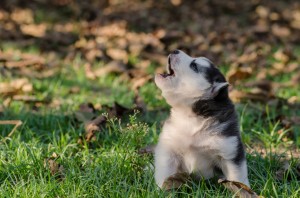 犬が遠吠えをする理由とは 遠吠えの意味とやめさせる方法を解説 みんなのペットライフ