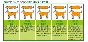 犬の肥満は病気のもと 食事管理と工夫で上手に無理なくダイエットしよう みんなのペットライフ