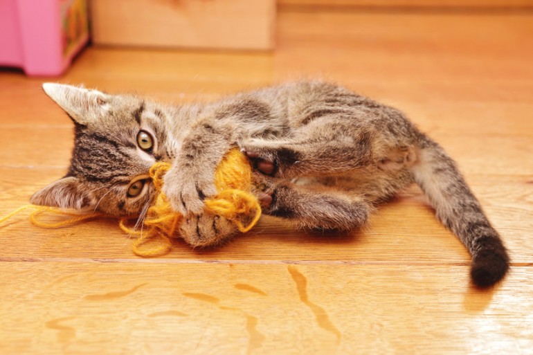 猫が甘噛みをする理由とは 甘噛みの意味としつけ方法を解説 みんなのペットライフ