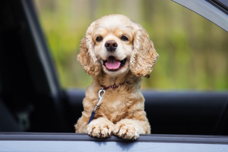 愛犬とのドライブを楽しもう 犬連れドライブの注意点について みんなのペットライフ