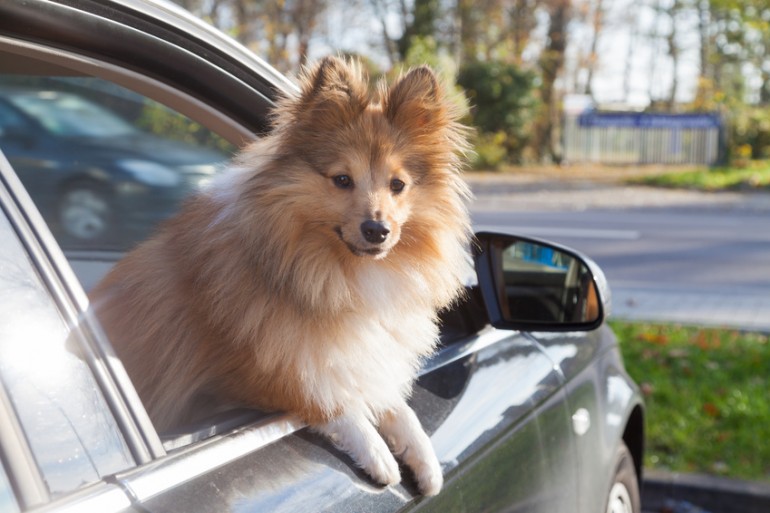 愛犬とのドライブを楽しもう 犬連れドライブの注意点について みんなのペットライフ