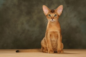 小さな顔と大きな耳がキュートな猫 アビシニアン の特徴と飼い方 みんなのペットライフ