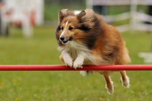 小さいコリーじゃない シェルティの歴史や特徴 飼い方のポイント みんなのペットライフ