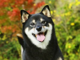 柴犬特集 柴犬の性格 飼い方 価格相場 人気記事 ブリーダー 子犬情報 みんなのペットライフ