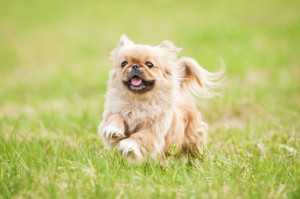 ペキニーズ特集 ペキニーズの性格 飼い方 価格相場 人気記事 ブリーダー 子犬情報 みんなのペットライフ